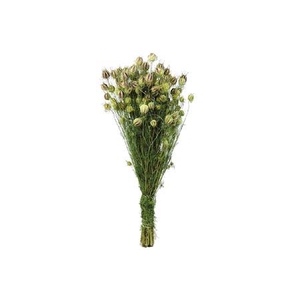Bunch Nigella Slv 50g L45