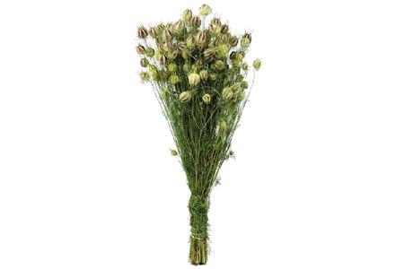 Bunch Nigella Slv 50g L45