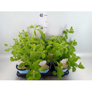 Mentha suaveolens