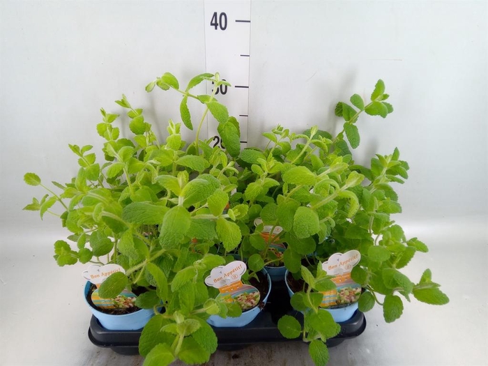 <h4>Mentha suaveolens</h4>