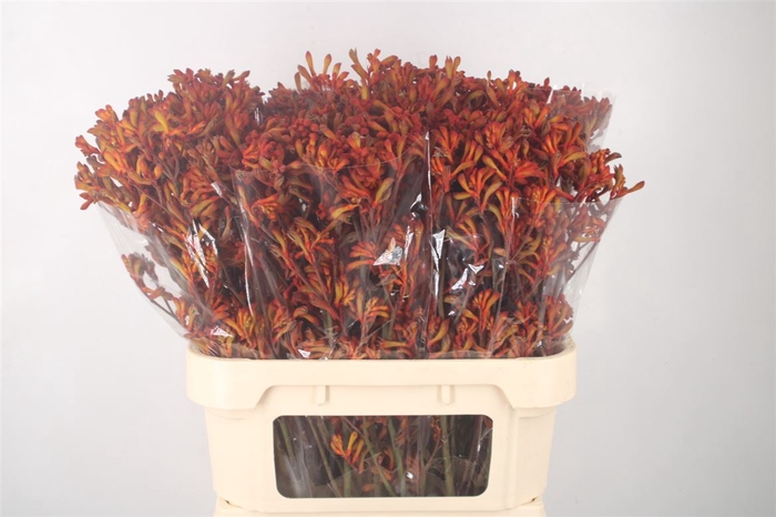 <h4>Anigozanthos Golden Girl</h4>