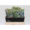 Oxypetalum Tweedia Blue