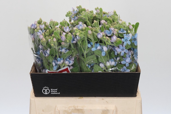 <h4>Oxypetalum Tweedia Blue</h4>