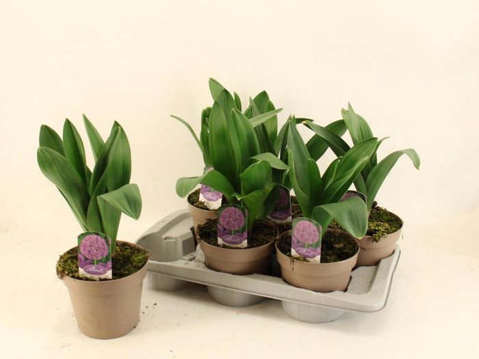 <h4>ALLI GLOBEMASTER</h4>