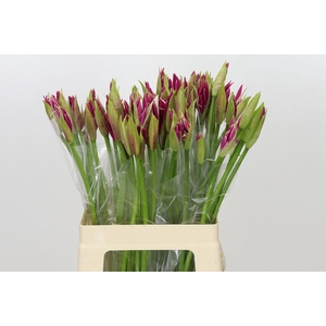 Nerine bowdenii 'Favourite'