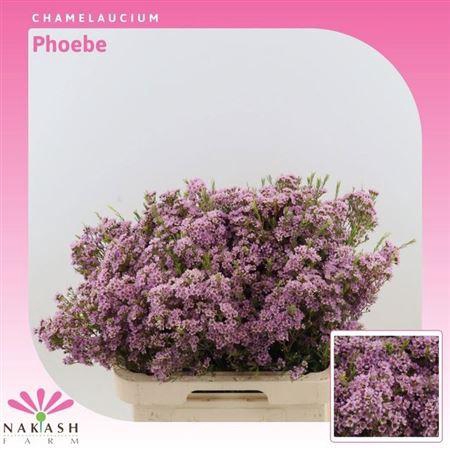 <h4>Chame Un Phoebe</h4>