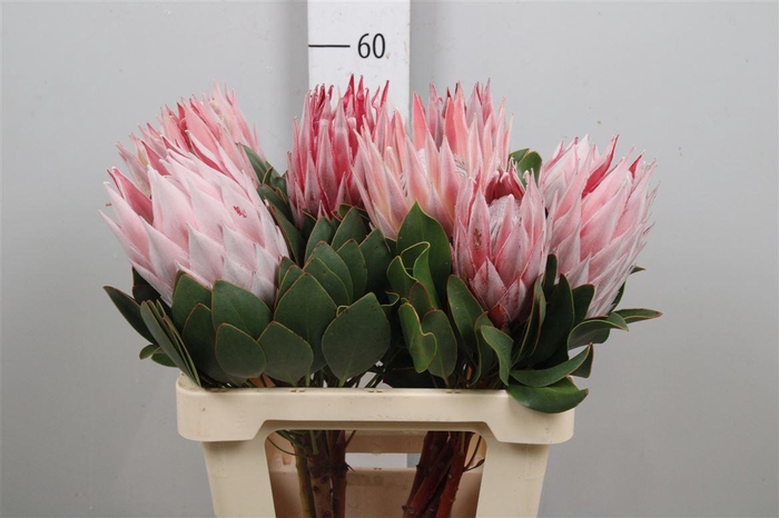 <h4>Protea Cynaroides</h4>
