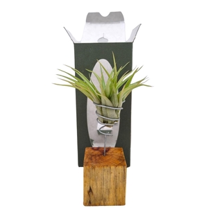 Arrangementen Tillandsia 6%