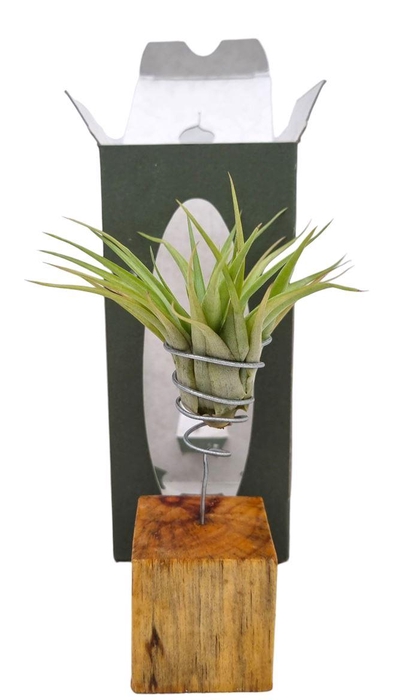 <h4>Arrangementen Tillandsia 6%</h4>