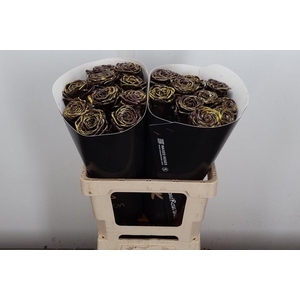 R Wx (rn) Brown Spotted Yellow