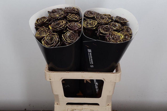 <h4>R Wx (rn) Brown Spotted Yellow</h4>