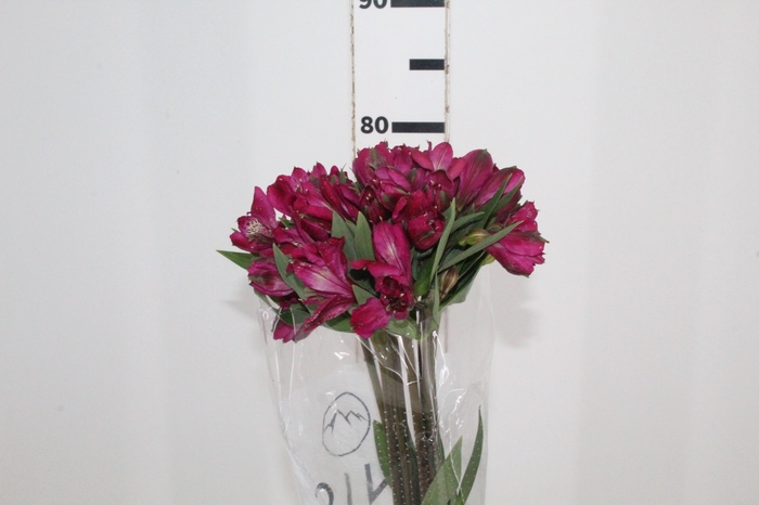 <h4>ALSTROEMERIA REAL 080 CM</h4>