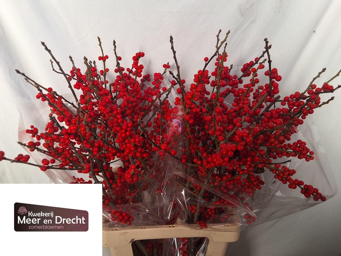 <h4>ILEX VE RODE BES</h4>