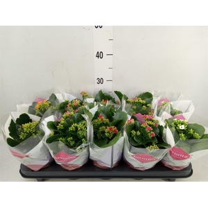 Kalanchoe blos.   ..mix 6