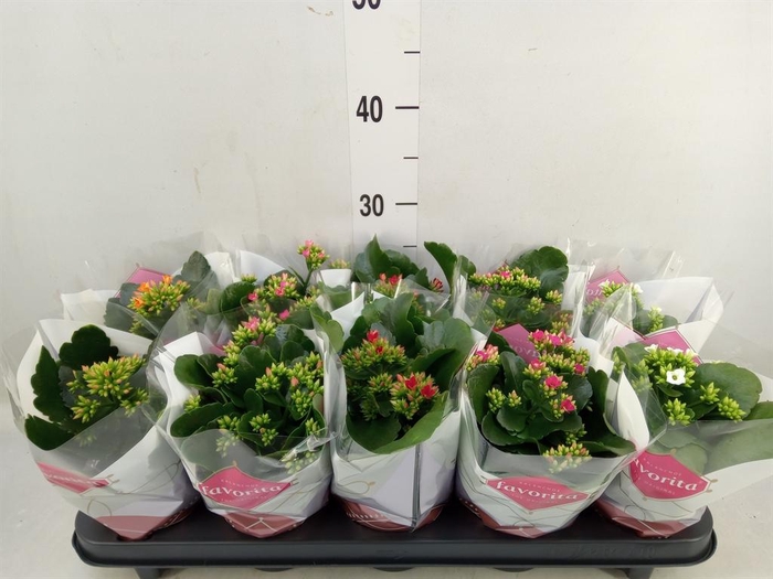 <h4>Kalanchoe blos.   ..mix 6</h4>