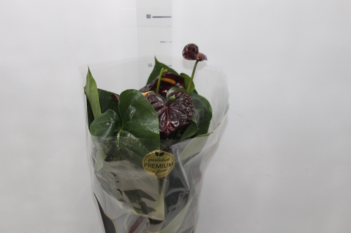 <h4>ANTHURIUM BLACK QUEEN P17 PREMIUM</h4>