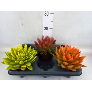 Echeveria  'Miranda'