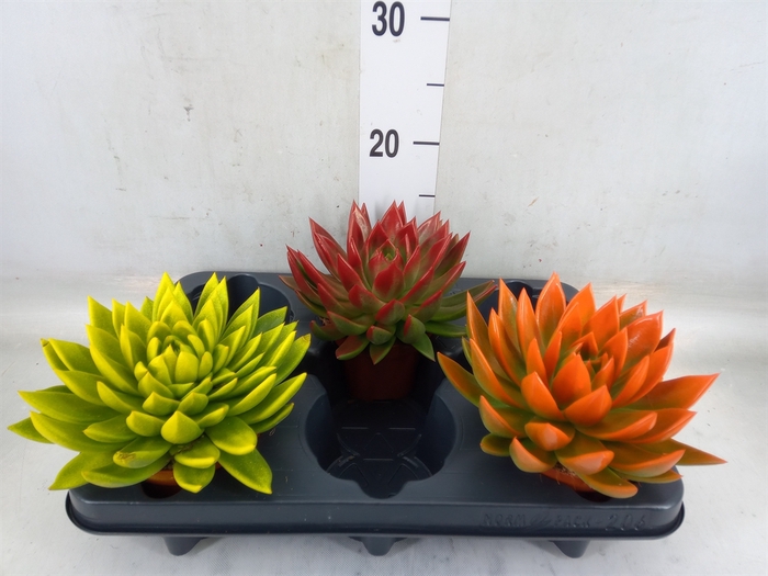 <h4>Echeveria  'Miranda'</h4>