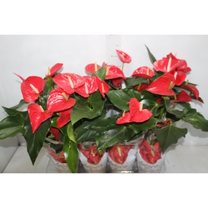 ANTHURIUM FELICITA P15 VERMELHO