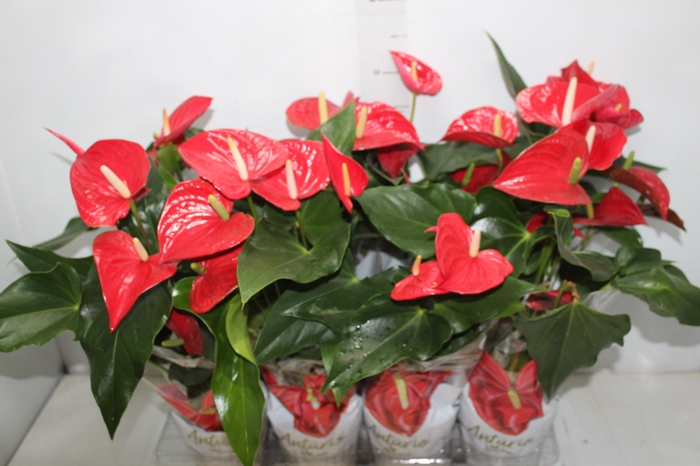 <h4>ANTHURIUM FELICITA P15 VERMELHO</h4>