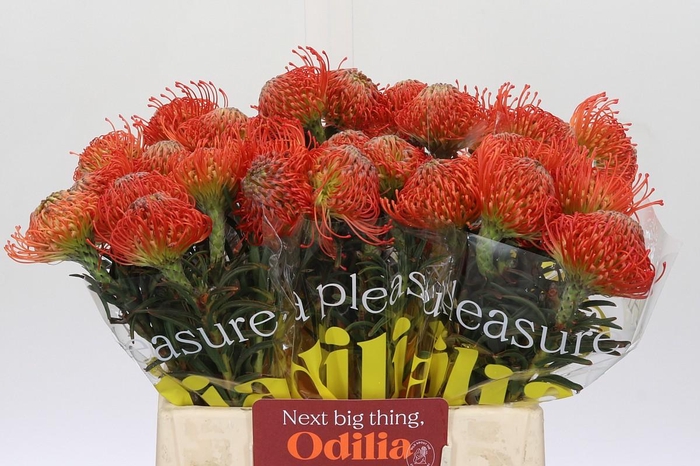 <h4>Nutans Succession</h4>