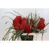 Banksia Speciosa Red