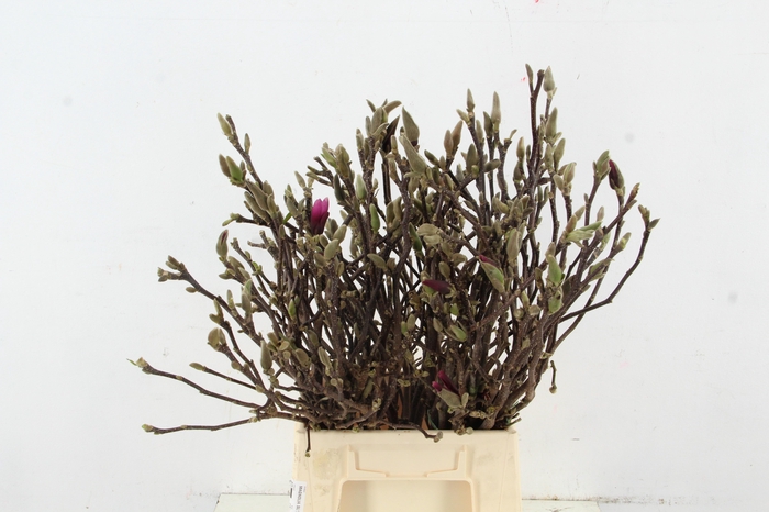 MAGNOLIA SUSAN PER STEM 045CM