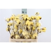 Katoen Cotton Yellow 6 Head