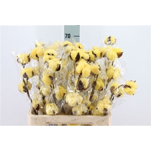 Katoen Cotton Yellow 6 Head