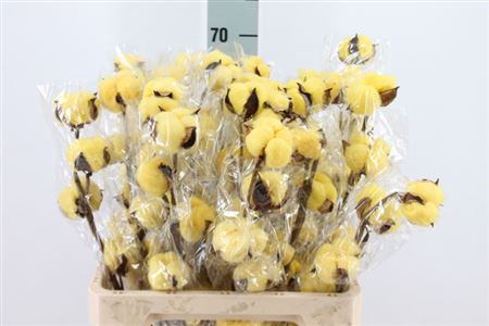 <h4>Katoen Cotton Yellow 6 Head</h4>