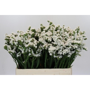 Limonium sinuatum Silvery Sun Birds