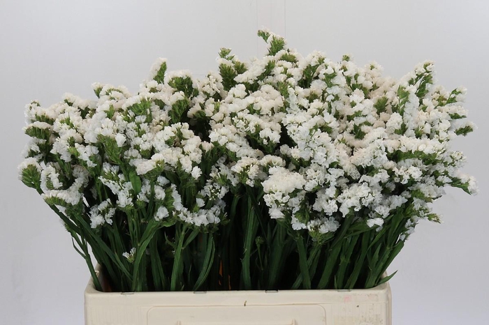 Limonium sinuatum Silvery Sun Birds