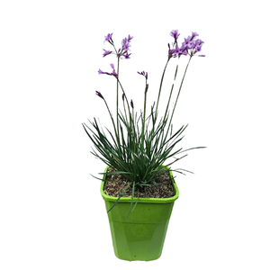Tulbaghia violacea