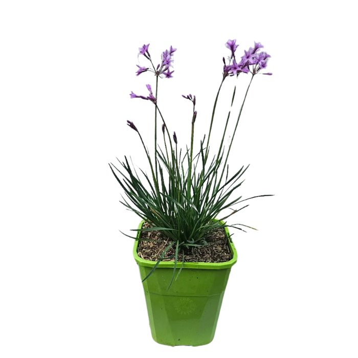 <h4>Tulbaghia violacea</h4>