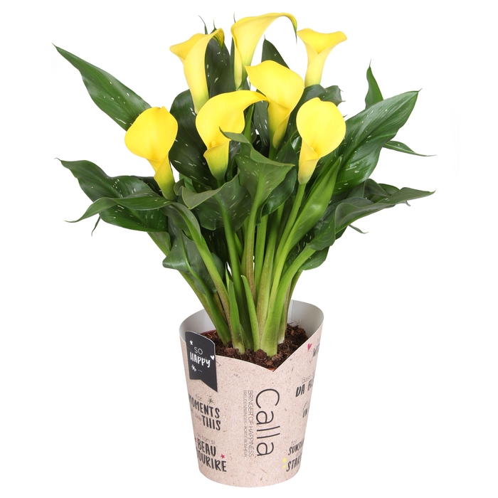 <h4>Zantedeschia Sunclub SoHappyCalla geel met bruine gift potcover</h4>