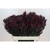Leucadendron Saf Sunset Dark R.
