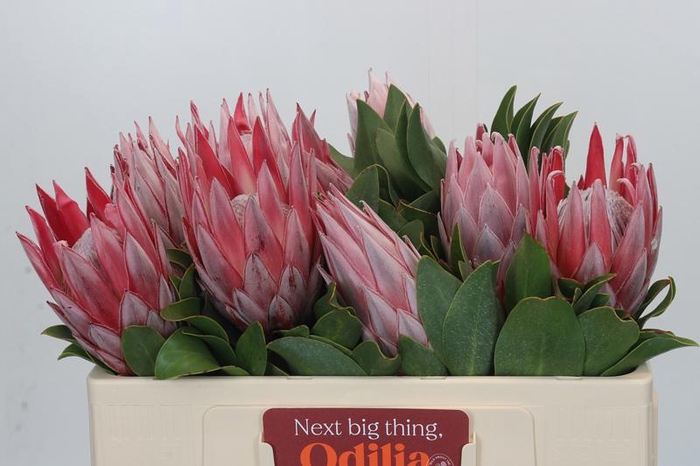 <h4>Protea Cynaroides</h4>