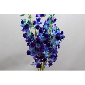 Dendro Snl Bleu