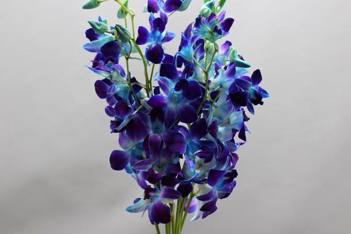<h4>Dendro Snl Bleu</h4>