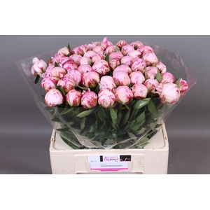 Paeonia Sarah Bernhardt | Heavy Quality