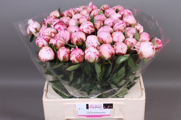 <h4>Paeonia Sarah Bernhardt | Heavy Quality</h4>