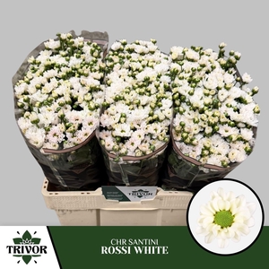 Chr S Rossi White