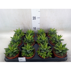 Haworthia   ...