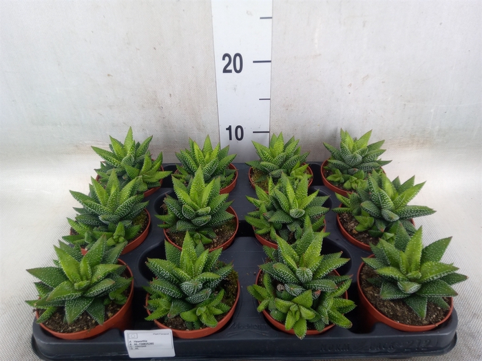 <h4>Haworthia   ...</h4>