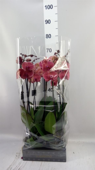 <h4>Phalaenopsis   ...orange</h4>