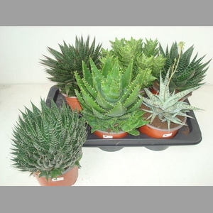 ALOE GEM