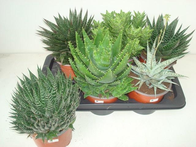 <h4>ALOE GEM</h4>