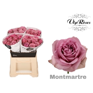 R GR MONT MARTRE+