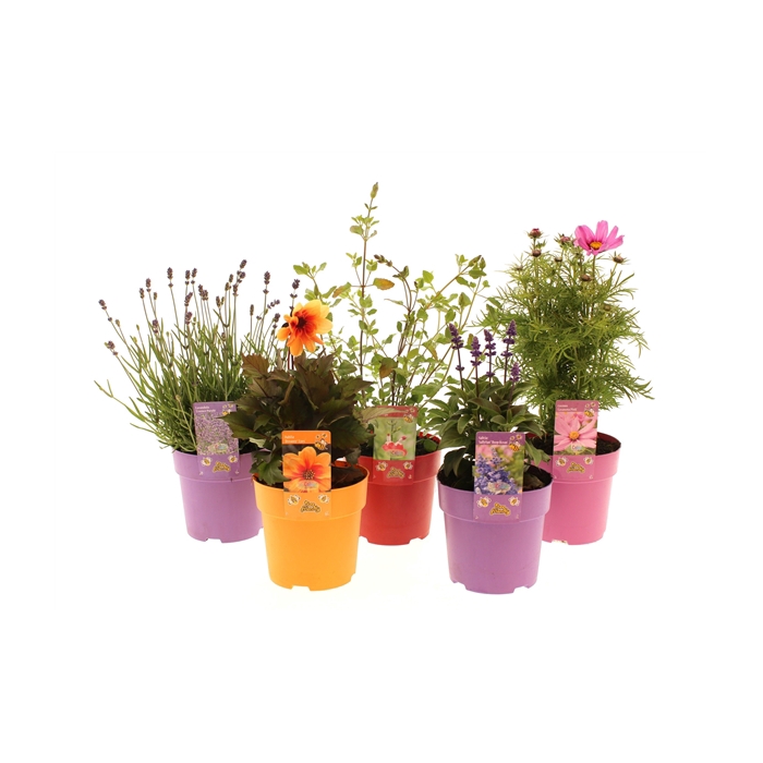 <h4>Vaste planten Mixlaag</h4>