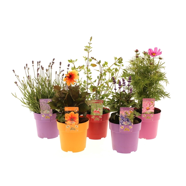 Vaste planten Mixlaag